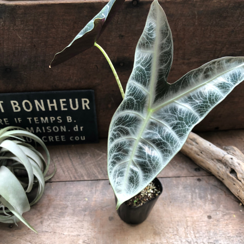 ロンギロバシルバー♡アロカシア♡希少品種♡観葉植物♡ アート