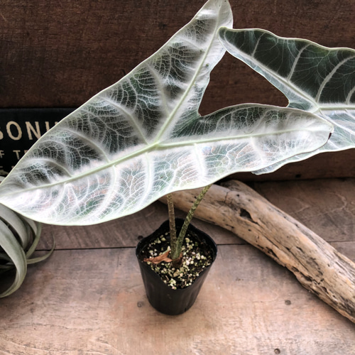 ロンギロバシルバー♡アロカシア♡希少品種♡観葉植物♡ アート