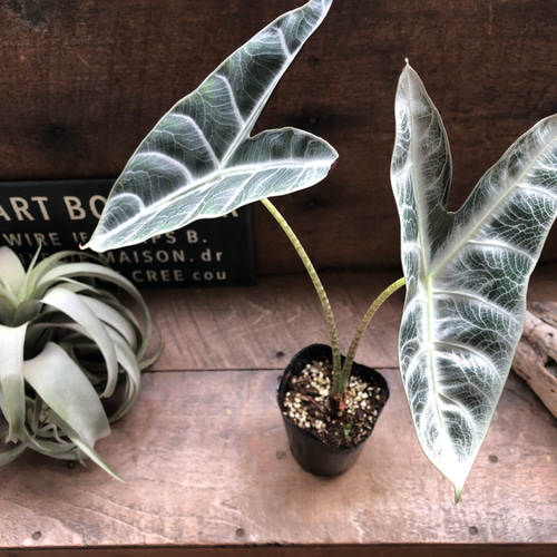 アロカシアalocasia longiloba miq var 確認用アロカシア ピンク斑入alocasia longiloba miq var 極上