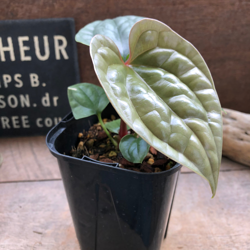 アンスリウム ルクスリアンスAnthurium Luxurians 観葉植物 アンスリウム ルクスリアンスAnthurium Luxurians 観葉植物