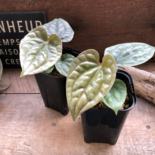 アンスリウム ルクスリアンスAnthurium Luxurians 観葉植物 アート