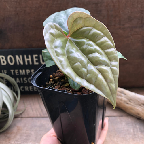 アンスリウム　ルクスリアンス　Anthurium Luxurians 🌱 Anthurium luxurians🌱 papillilaminum × luxuriansで