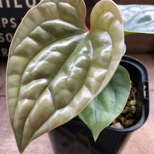 アンスリウム ルクスリアンスAnthurium Luxurians 観葉植物 アンスリウム ルクスリアンスAnthurium Luxurians 観葉植物