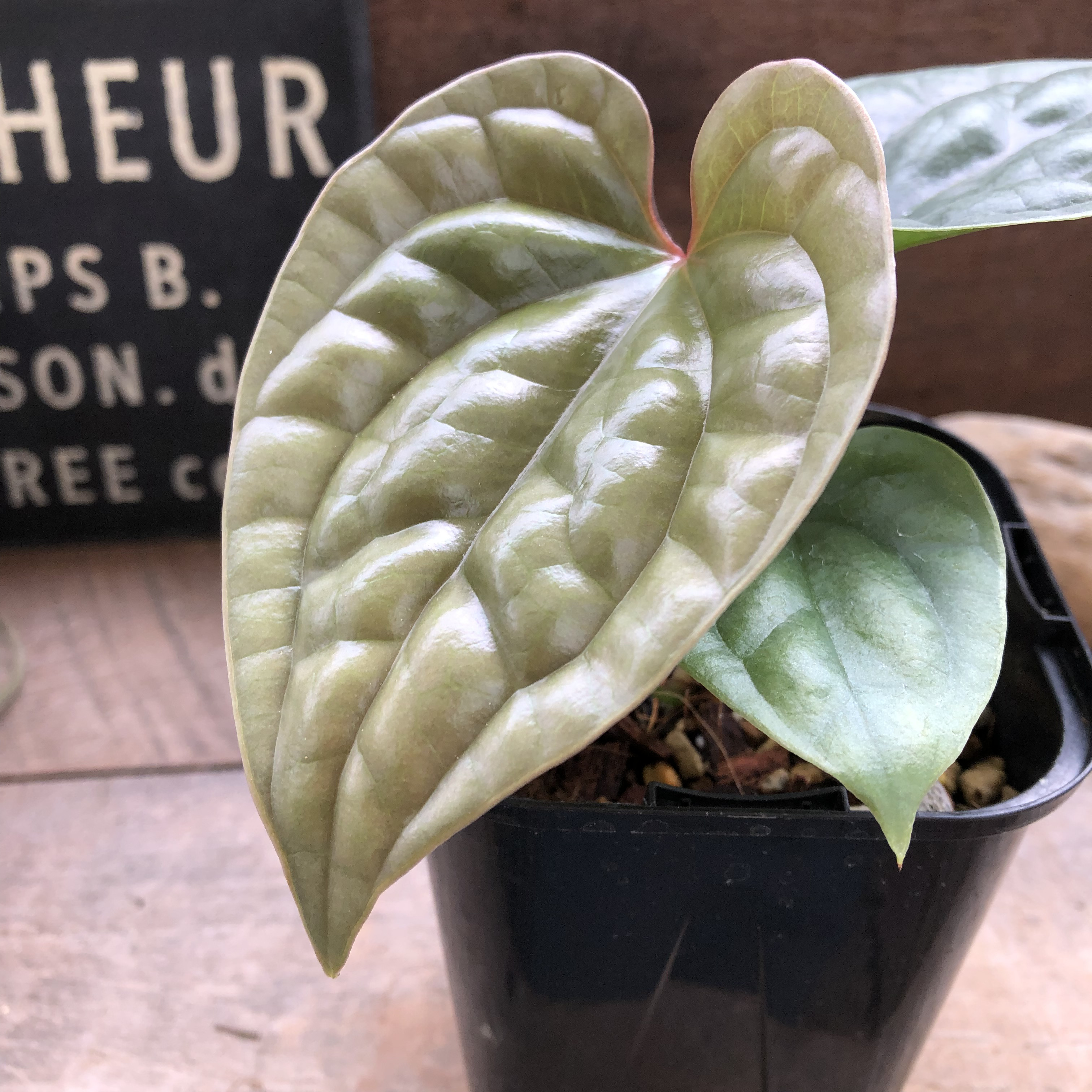 アンスリウム ルクスリアンスAnthurium Luxurians 観葉植物 アート 