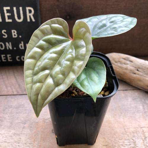 Anthurium luxurians アンスリウムルクスリアンス