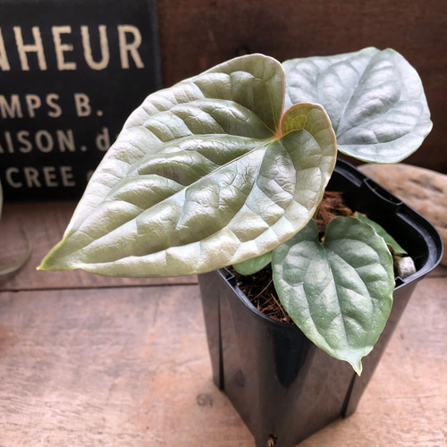 アンスリウム ルクスリアンスAnthurium Luxurians 観葉植物 アンスリウム ルクスリアンスAnthurium Luxurians 観葉植物