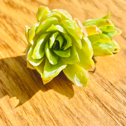 激レア!!多肉植物 エケベリア 韓国苗 ローズクイーン錦(送料込み) 多肉