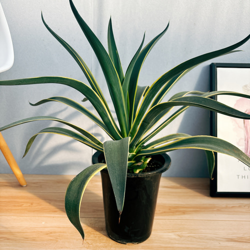 現品］☆おすすめ☆ アガベ ベネズエラ 錦 斑入り 観葉植物 大型