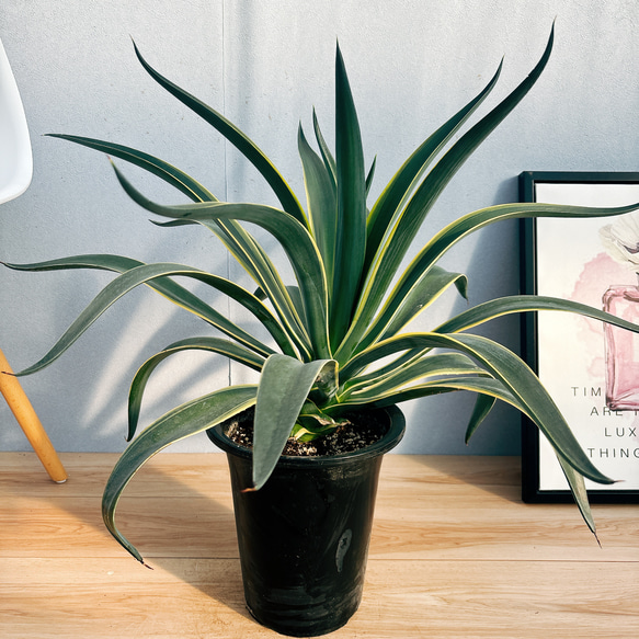 アガベ ベネズエラ 斑入り 大型 130センチ 京都 アガベ ベネズエラ 斑入り 大型 130センチ 京都 【公式通販】