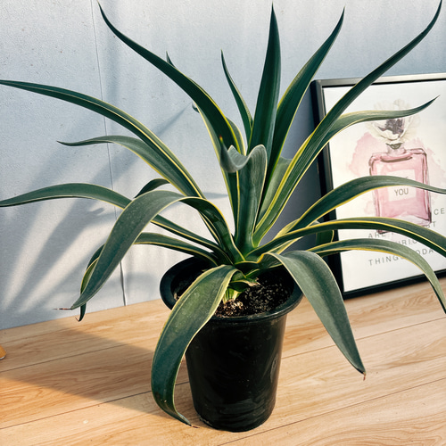 沖縄 観葉植物】アガべ ベネズエラ 11号 植木鉢発送 エントランスに