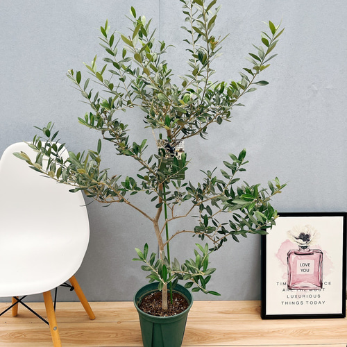 耐寒強 オリーブ レッチーノ Lサイズ 観葉植物 calm cafe 耐寒強 オリーブ レッチーノ Lサイズ 観葉植物 calm cafe | calm cafe☕️