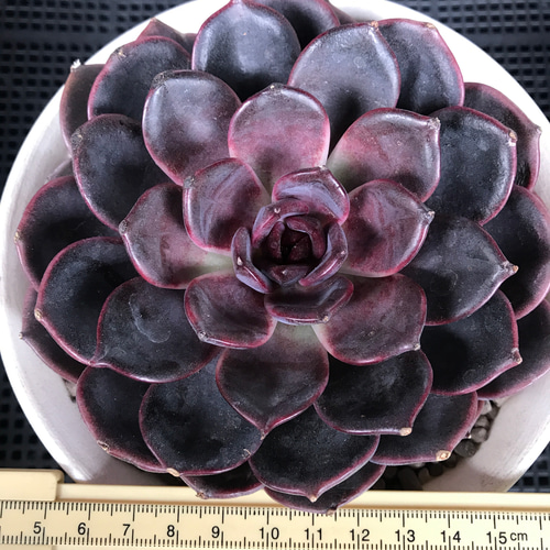 多肉植物 エケベリア 毒リンゴxブラックチョコ 特大サイズ 13cm以上