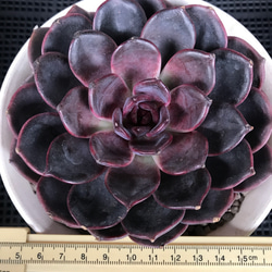 多肉植物 エケベリア 毒リンゴxブラックチョコ 特大サイズ 13cm以上