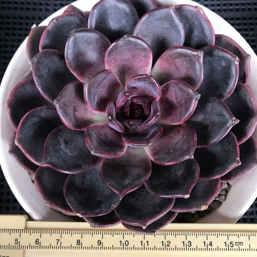 多肉植物 エケベリア 毒リンゴxブラックチョコ 特大サイズ 13cm以上