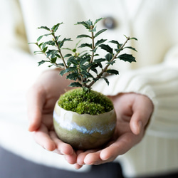 ヒイラギ：香り姫｜うぐいす色のうつわ【銅黒の皿セット】 4枚目の画像