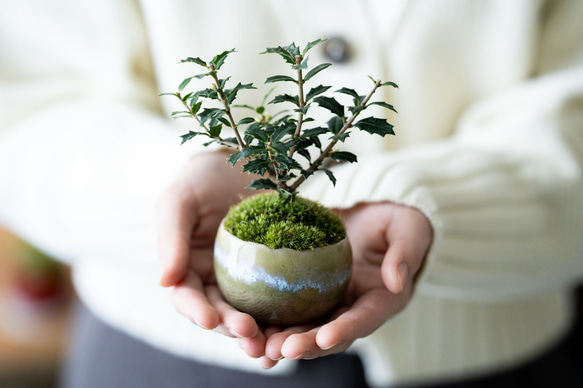 ヒイラギ：香り姫｜うぐいす色のうつわ【銅黒の皿セット】 4枚目の画像