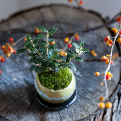 ヒイラギ：香り姫｜うぐいす色のうつわ【銅黒の皿セット】 2枚目の画像