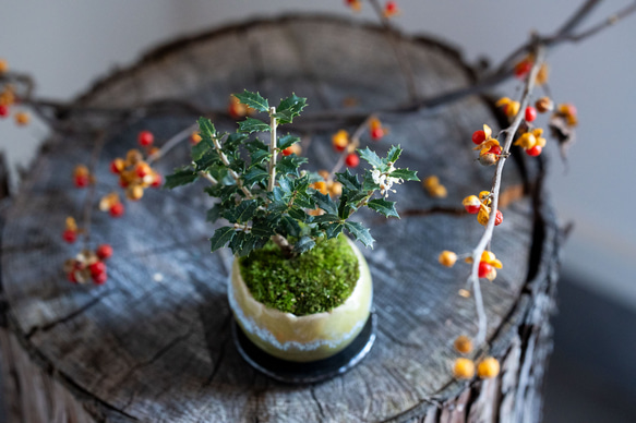 ヒイラギ：香り姫｜うぐいす色のうつわ【銅黒の皿セット】 2枚目の画像