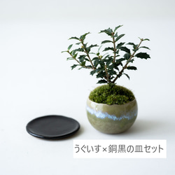 ヒイラギ：香り姫｜うぐいす色のうつわ【銅黒の皿セット】 3枚目の画像