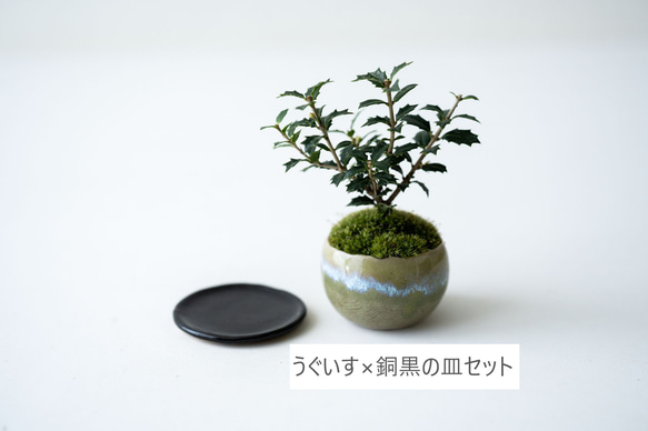 ヒイラギ：香り姫｜うぐいす色のうつわ【銅黒の皿セット】 3枚目の画像