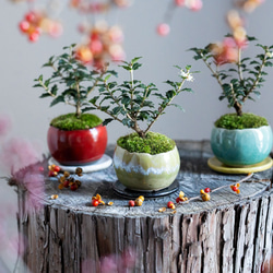 ヒイラギ：香り姫｜うぐいす色のうつわ【銅黒の皿セット】 10枚目の画像