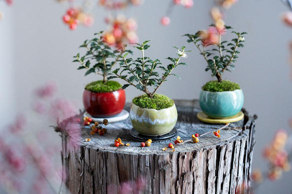 ヒイラギ：香り姫｜うぐいす色のうつわ【銅黒の皿セット】 10枚目の画像