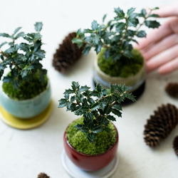 ヒイラギ：香り姫｜うぐいす色のうつわ【銅黒の皿セット】 8枚目の画像