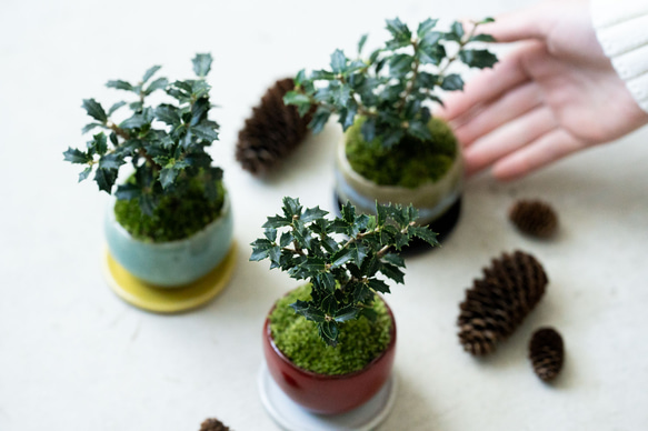 ヒイラギ：香り姫｜うぐいす色のうつわ【銅黒の皿セット】 8枚目の画像