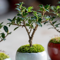 ヒイラギ：香り姫｜うぐいす色のうつわ【銅黒の皿セット】 7枚目の画像