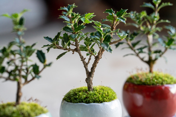 ヒイラギ：香り姫｜うぐいす色のうつわ【銅黒の皿セット】 7枚目の画像