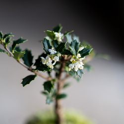 ヒイラギ：香り姫｜うぐいす色のうつわ【銅黒の皿セット】 9枚目の画像