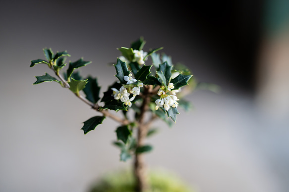 ヒイラギ：香り姫｜うぐいす色のうつわ【銅黒の皿セット】 9枚目の画像