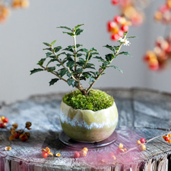 ヒイラギ：香り姫｜うぐいす色のうつわ【銅黒の皿セット】 1枚目の画像