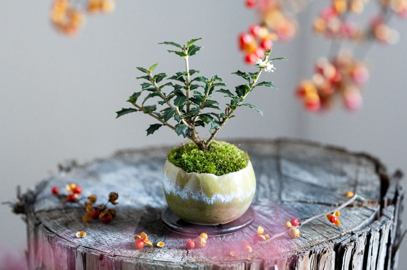 ヒイラギ：香り姫｜うぐいす色のうつわ【銅黒の皿セット】 1枚目の画像