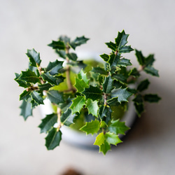 ヒイラギ：香り姫｜うぐいす色のうつわ【銅黒の皿セット】 6枚目の画像