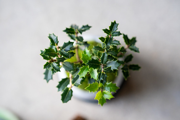 ヒイラギ：香り姫｜うぐいす色のうつわ【銅黒の皿セット】 6枚目の画像