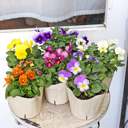 常緑苗木 リューカデンドロン ラグジューム 7号(21cm) 高さ85cm アート