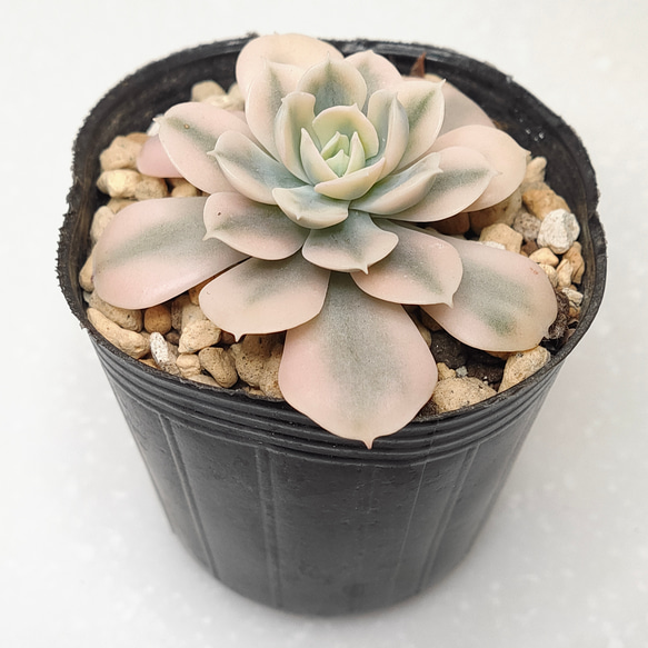 ワンピなど最旬ア！ マケベニア錦【エケベリア 多肉植物】 エケベリア 多肉植物 エケベリア・セダム