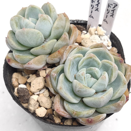 多肉植物 エケベリア 苺クリームベリー 抜き苗 1株 多肉植物 愛