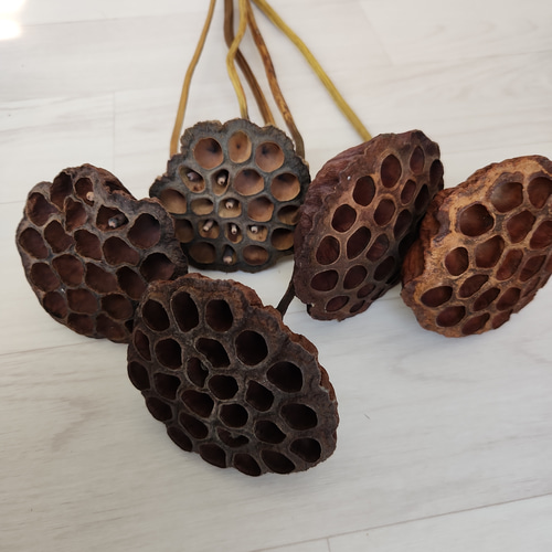 茎付きハスの実 花托 ドライフラワー リーススワッグガーランド花材