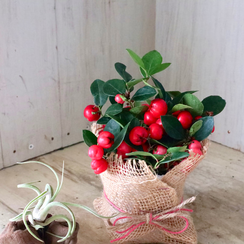 ゴールテリア♡チェッカーベリー♡赤い実♡ アートフラワー nico