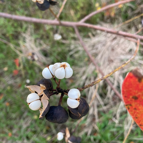 晩秋のナンキンハゼとシャリンバイのリース リース 音の庭 ~dried