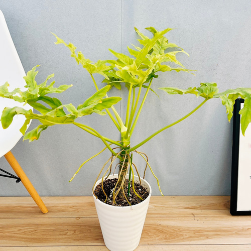 高品質の人気 現品］【希少】5番 フィロデンドロン セローム ゴールドリーフ 7 その他観葉植物