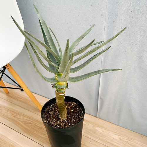 現品］21番 アロエ ディコトマ 7号 観葉植物 室内 屋外 おしゃれ