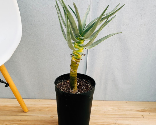 現品］21番 アロエ ディコトマ 7号 観葉植物 室内 屋外 おしゃれ