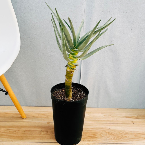 現品］21番 アロエ ディコトマ 7号 観葉植物 室内 屋外 おしゃれ