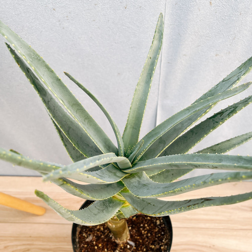 現品］21番 アロエ ディコトマ 7号 観葉植物 室内 屋外 おしゃれ