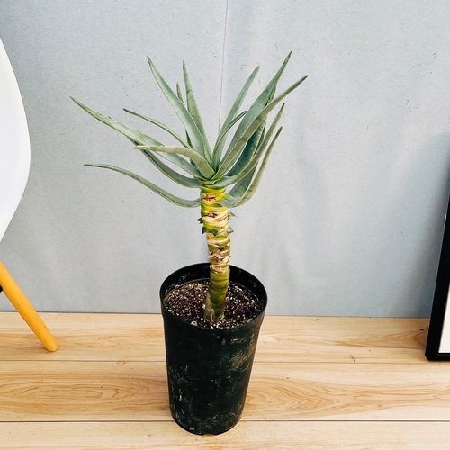 現品］21番 アロエ ディコトマ 7号 観葉植物 室内 屋外 おしゃれ