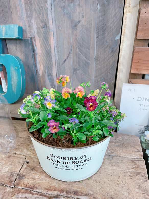 大人気♡【フリルビオラ 華あられ寄せ植え】長く楽しめる可愛い