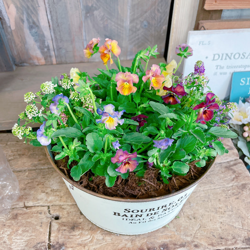 大人気♡【フリルビオラ 華あられ寄せ植え】長く楽しめる可愛い